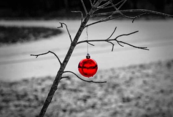 A bleak, gray photo of a small, barren tree with a single red ornament hanging on it