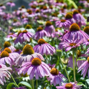 purple coneflowers photo