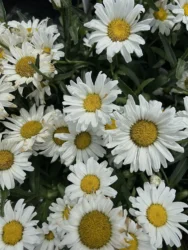 Close-up image of a bunch of daisies