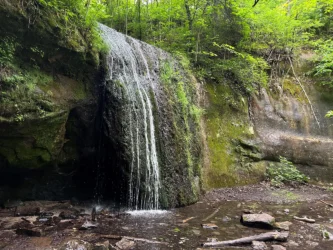 Photo of a gentle waterfall spilling into a shallow creek surrounded by green foliage.
