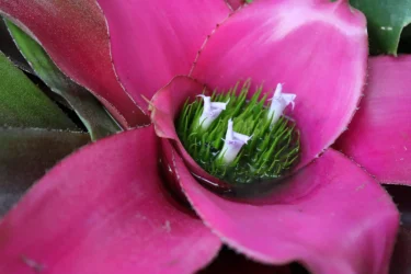 Close-up shot of a vibrant pink flower