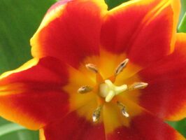 Close-up of a bright orange-red tulip with purple bell flowers, both covered in giant dew drops.