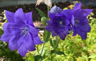 Two bright purple flowers.