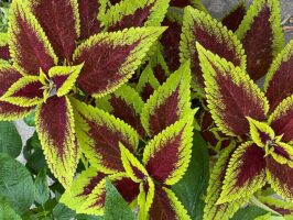 Several plants with lime green leaf edges and marroon leaf interiors.