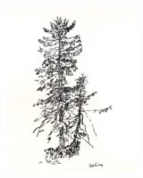 One large pine and a smaller pine sketched in black charcoal on white paper.