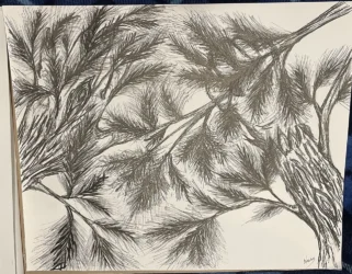 Ink pen drawing of tree limbs and pine needles