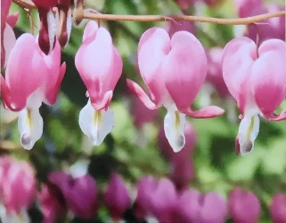 Photo of a row of vivid pink flowers with more of them in a blurred background.