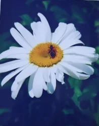 Closeup photo of a single daisy with an insect perched at the center.